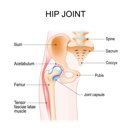 Hip Joint