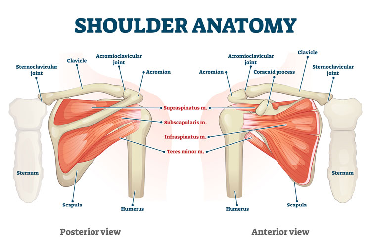 Shoulder anatomy